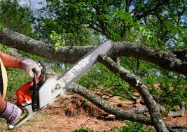 Best Tree Risk Assessment  in Bemidji, MN