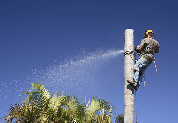 How Our Tree Care Process Works  in  Bemidji, MN