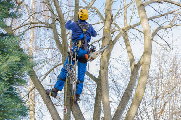 Professional Tree Care in Bemidji, MN