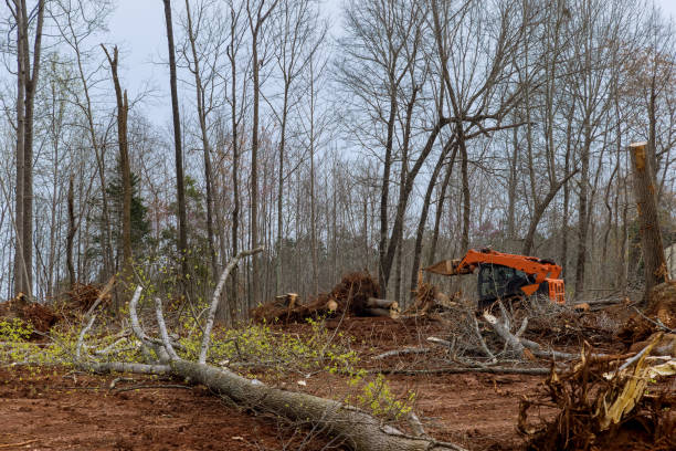 Best Leaf Removal  in Bemidji, MN