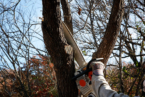  Bemidji, MN Tree Care Pros