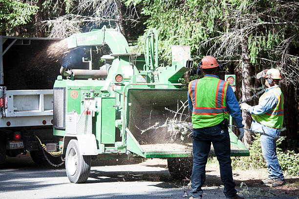 Best Utility Line Clearance  in Bemidji, MN