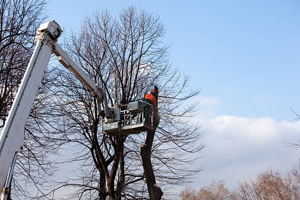 Trusted Bemidji, MN Tree Care Experts