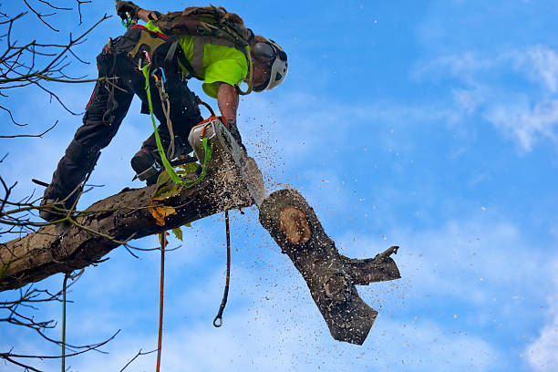 Best Fruit Tree Pruning  in Bemidji, MN