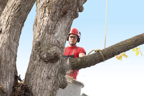 Best Tree Maintenance Programs  in Bemidji, MN